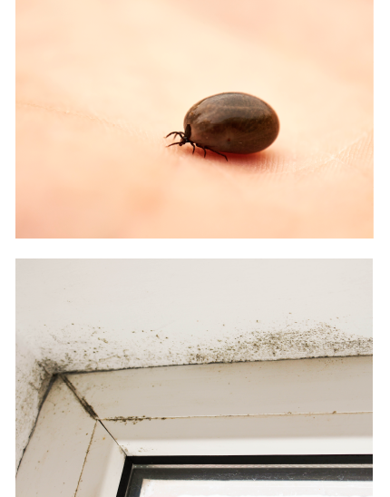 ダニ・カビについて　| 平原ホームは健康になれる家を建てています