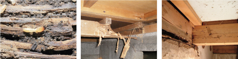 リフォーム・リノベーションのことなら行橋・苅田・北九州の住宅会社平原ホーム　「一度で安心！」シロアリ対策