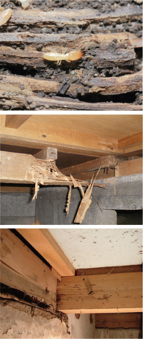 リフォーム・リノベーションのことなら行橋・苅田・北九州の住宅会社平原ホーム　「一度で安心！」シロアリ対策